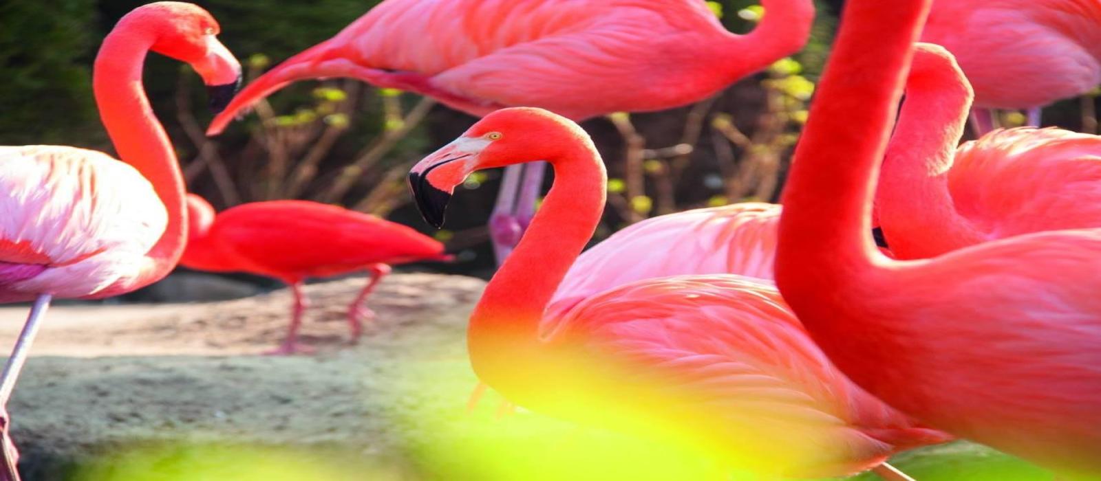 (5)-pantropica---flamingo-4