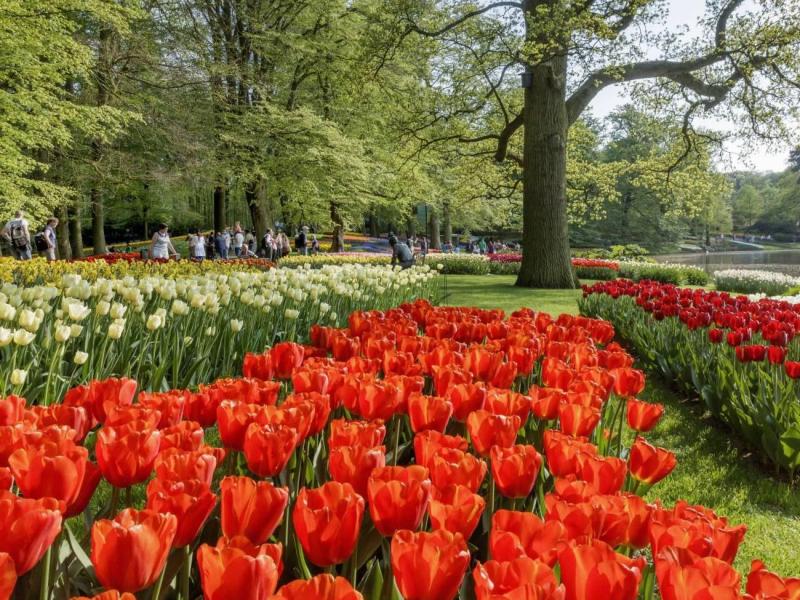 keukenhof-foto-10