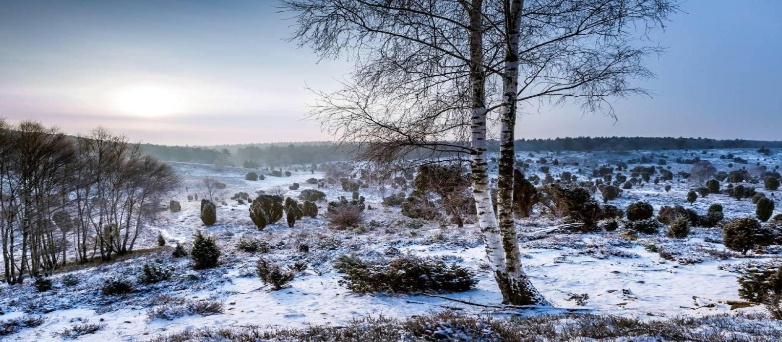 luneburgerheide