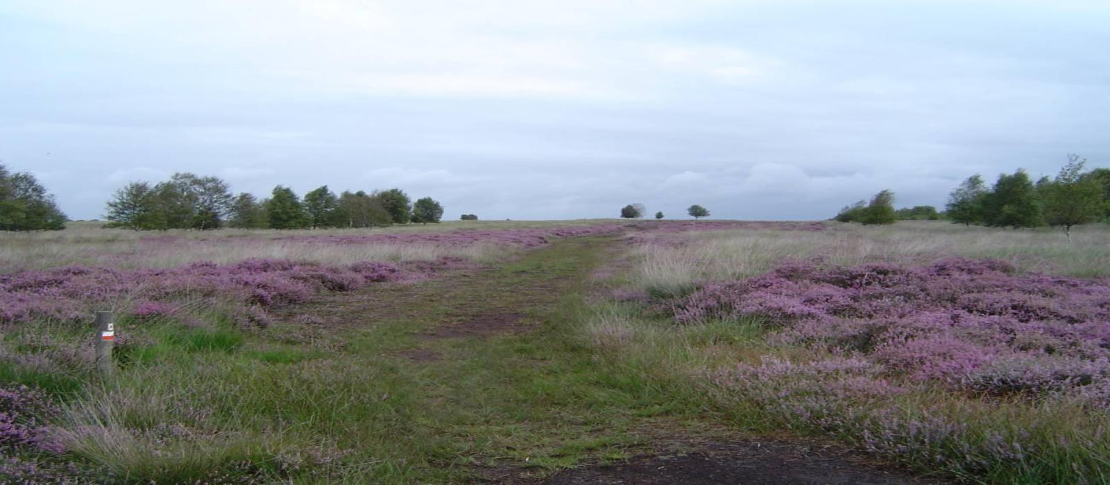 veluwe-(2)-4